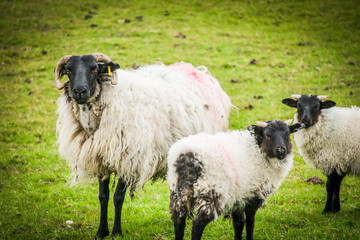 Family of three beautiful sheeps with black heads and horn looks to the camera.  Farming and mammals in northern Ireland.