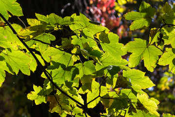 maple branch with yellow leaves on a background of green trees in the park of Dnipro city, Ukraine