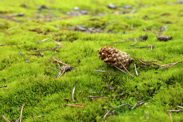 Pine cone on green moss in the forest in spring.