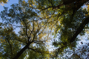 Obraz premium sunny autumn day in the park with yellow maple branches and green fir trees, Dnipro city, Ukraine