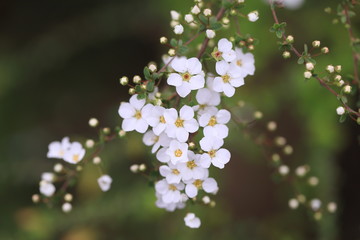 放射状の白い小柄な花びらたち