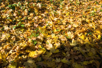 fallen yellow maple leaves lying on the ground