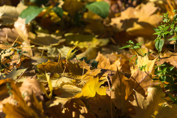 fallen yellow maple leaves lying on the ground