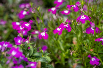 Fototapeta na wymiar Lobelia bright pink flowers are grown at the nursery