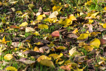 fallen yellow maple leaves lying on the ground