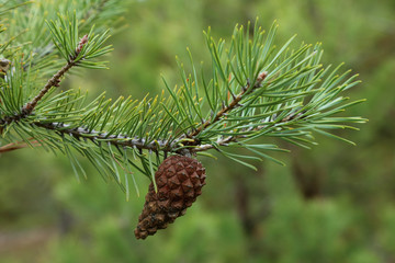 Pine branch with a lump on a forest background.