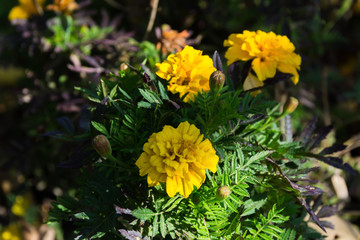autumn flowers close up