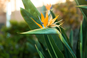 Bird of paradise flower