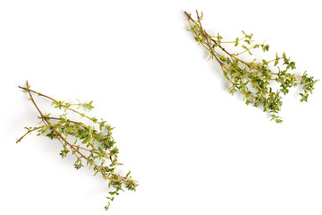 Sprigs of fresh thyme on a white background, close-up, flat lay, top view.