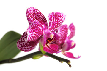Phalaenopsis spotty pink close-up, copy space, white background.