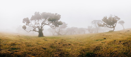 Mystical forest