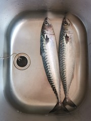 Mackerel in stainless steel pool waiting to be cooked