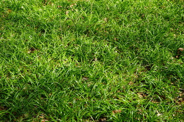 Grüne Fläche aus Berliner Bärlauch