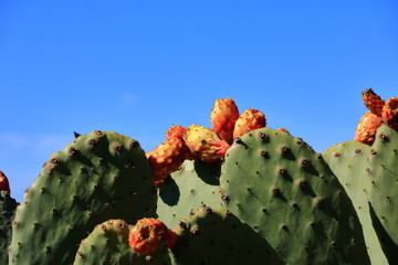 Opuntia ficus indica with prickly pear fruits against blue sky
