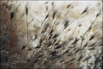 Fototapeta premium Nature background (shallow depth of field)