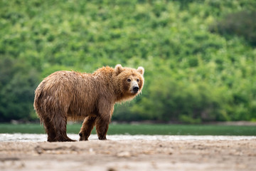 The Kamchatka brown bear, Ursus arctos beringianus catches salmons at Kuril Lake in Kamchatka, running in the water, action picture