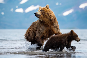 Fototapeta premium The&nbsp;Kamchatka&nbsp;brown&nbsp;bear, Ursus arctos beringianus catches salmons at Kuril Lake in Kamchatka, mother with cubs