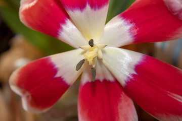 Blooming tulip in early spring with pestles and stamens similar to a human image