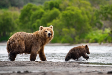 Obraz premium The&nbsp;Kamchatka&nbsp;brown&nbsp;bear, Ursus arctos beringianus catches salmons at Kuril Lake in Kamchatka, mother with cubs