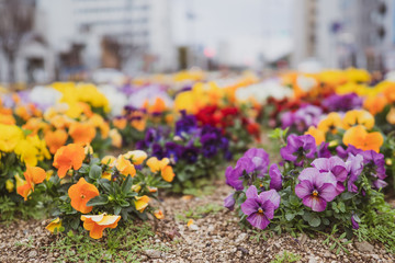 Colorful Pansies on The Flower Bed in A City, 町の花壇に植えられたカラフルなパンジー