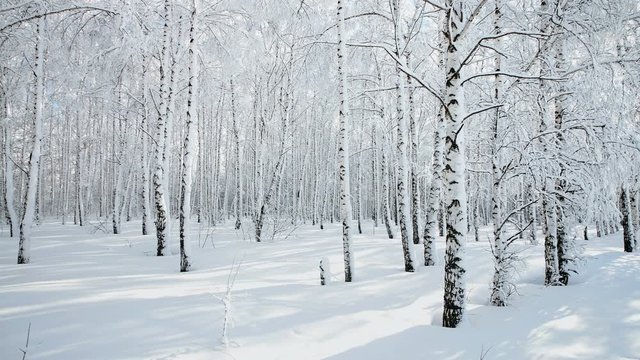Panorama of winter birch forest after snowfall on a sunny day. With wolf tracks in the snow.