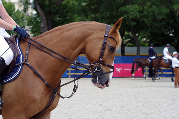 Portrait d'un cheval alezan monté pour la détente avant une compétition