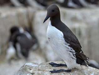 Guillemot