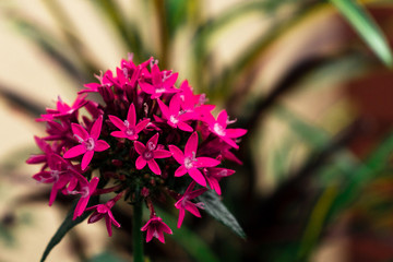 Pentas lanceolata also known as Egyptian starcluster.