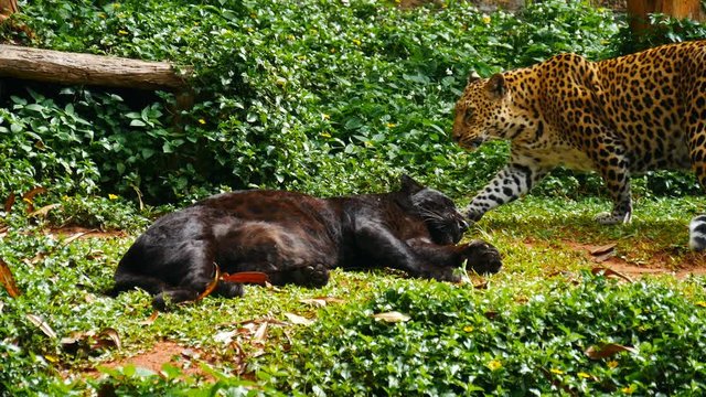 4k of Black panther and leopard Mating lying down on the grass