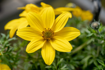 A macro shot of the Bidens ferulifolia or Beedance yellow flower