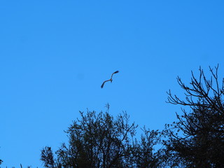 cigueña, de color blanco y negro,  vista desde la parte posterior, volando bajo el cielo azul, lerida, españa, europa