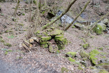 Moss growing on a tree that makes history feel