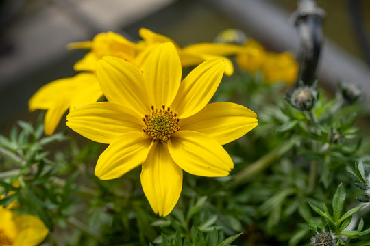 A macro shot of the Bidens ferulifolia or Beedance yellow flower