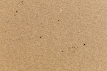 Fototapeta na wymiar Beach sand texture and background.
