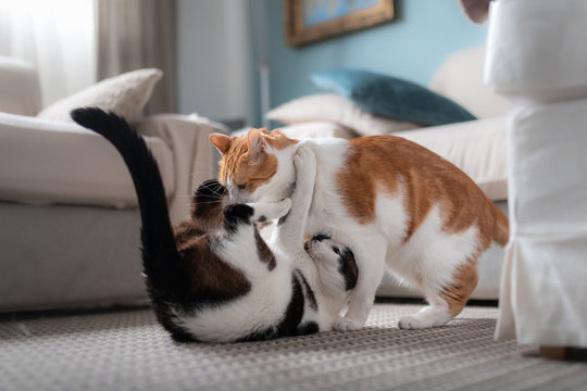 gato blanco y marron y gato blanco y negro se abrazan y juegan sobre la alfombra