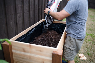 Man pours a bag of top soil into a DIY raised wooden suburban backyard container garden box in preparation for planting organic vegetables. - obrazy, fototapety, plakaty