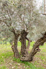 Old perennial  olive trees grow in the Gey Ben Hinnom Park - called in the Holy Books as the Blazing Inferno in Jerusalem city in Israel