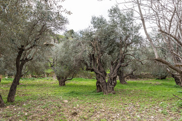 Old perennial  olive trees grow in the Gey Ben Hinnom Park - called in the Holy Books as the...