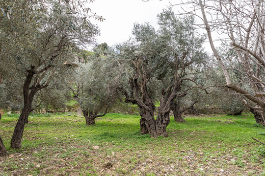 Old perennial  olive trees grow in the Gey Ben Hinnom Park - called in the Holy Books as the Blazing Inferno in Jerusalem city in Israel