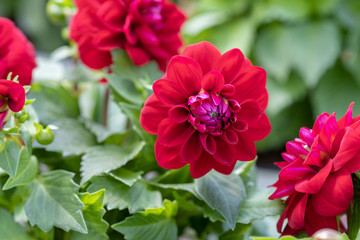 The red dahlia flowers grown at the nursery