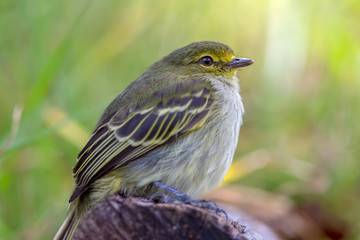 Macro photography of a little golden-faced tyrannulet bird, captured at highlands near the town of Villa de Leyva, in the Andean mountains of Colombia.