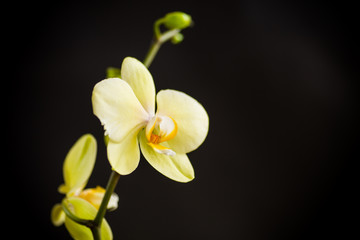 Naklejka na ściany i meble Yellow orchid phalaenopsis flower on a black background