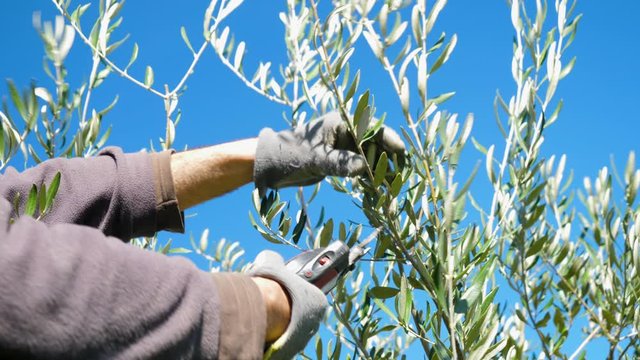 man pruning a tree, gardener pruning an olive tree- slow motion