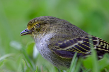 Macro photography of a little golden-faced tyrannulet bird, captured at highlands near the town of Villa de Leyva, in the Andean mountains of Colombia.