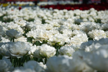 Field of netherlands,  white tulips on a sunny day close-up