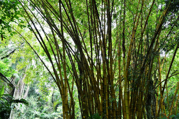 Fototapeta na wymiar green bamboo thicket in national nature park