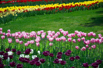 Field of Netherlands Purple, Yellow Red Tulips on a Sunny Day 