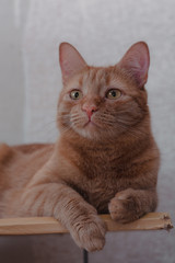 cat with green eyes 