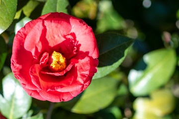 Flowers of red camellia japonica Adolphe audusson