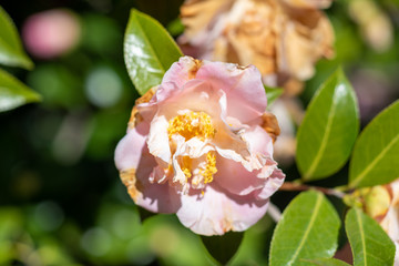 Flowers of pink camellia Japonica Betty sheffield supreme